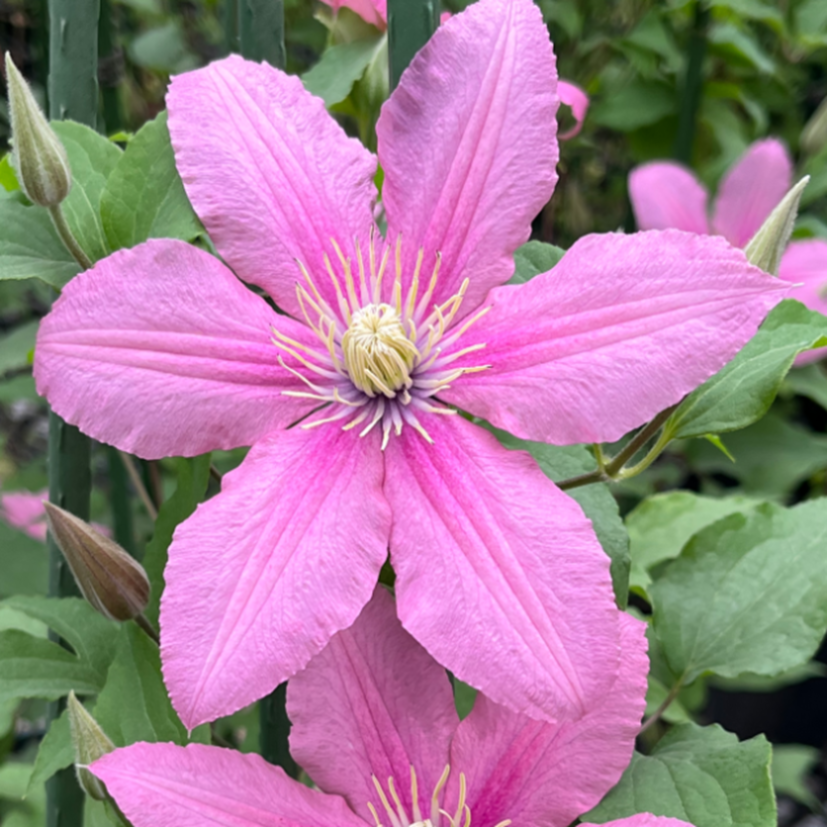 Клематис гибридный Розамунда